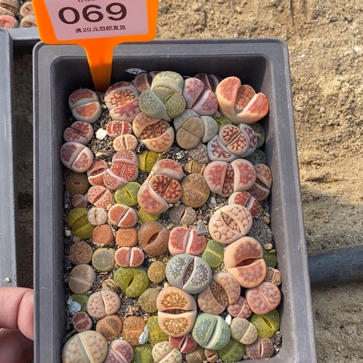 果***⊙069生石花好小苗