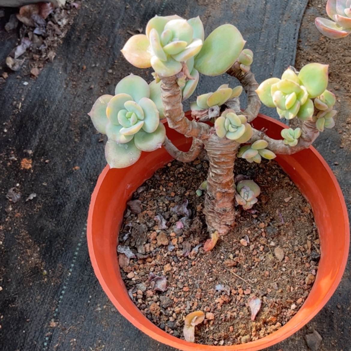 【闪购商品】无花朵巧****包