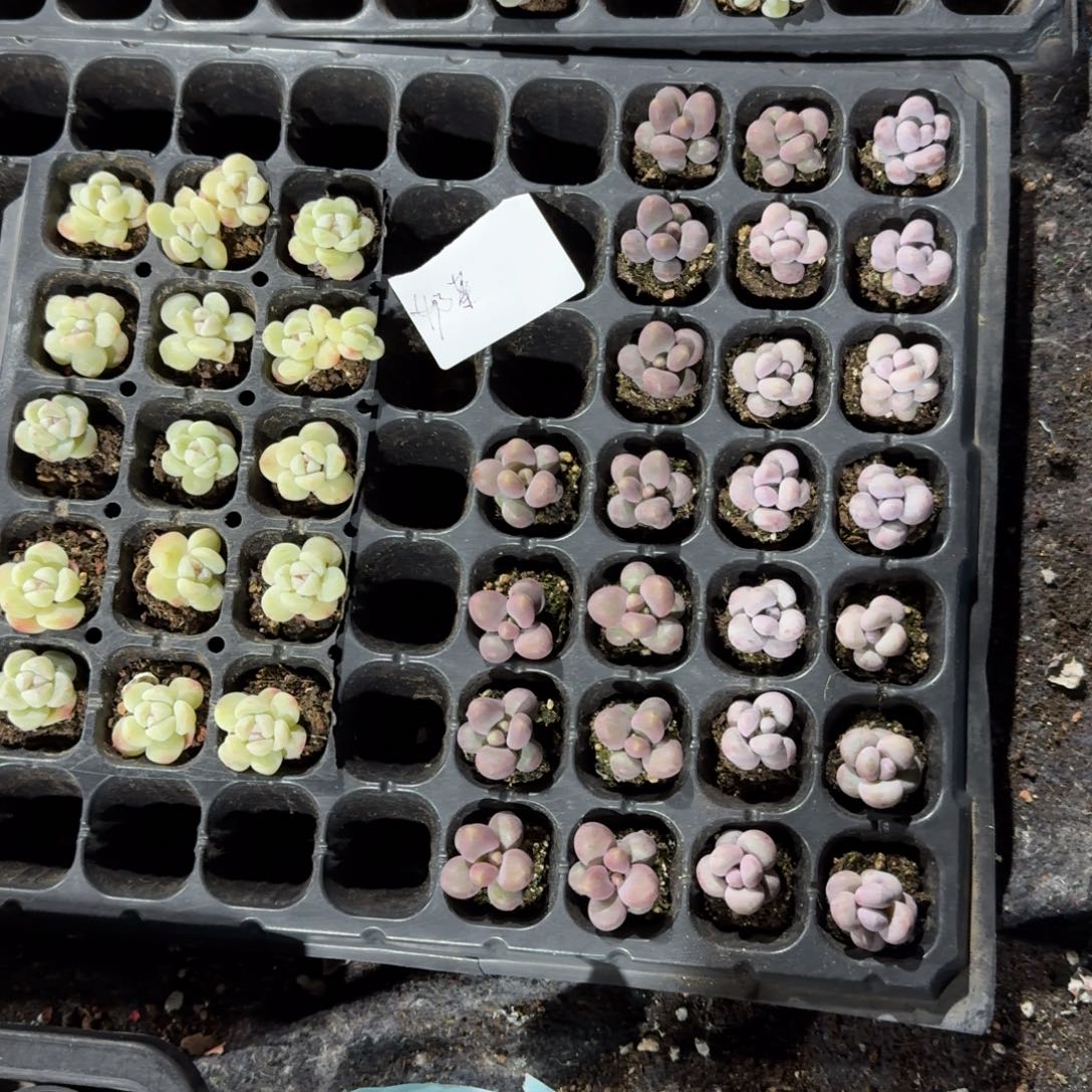 奶茶一物一拍专拍