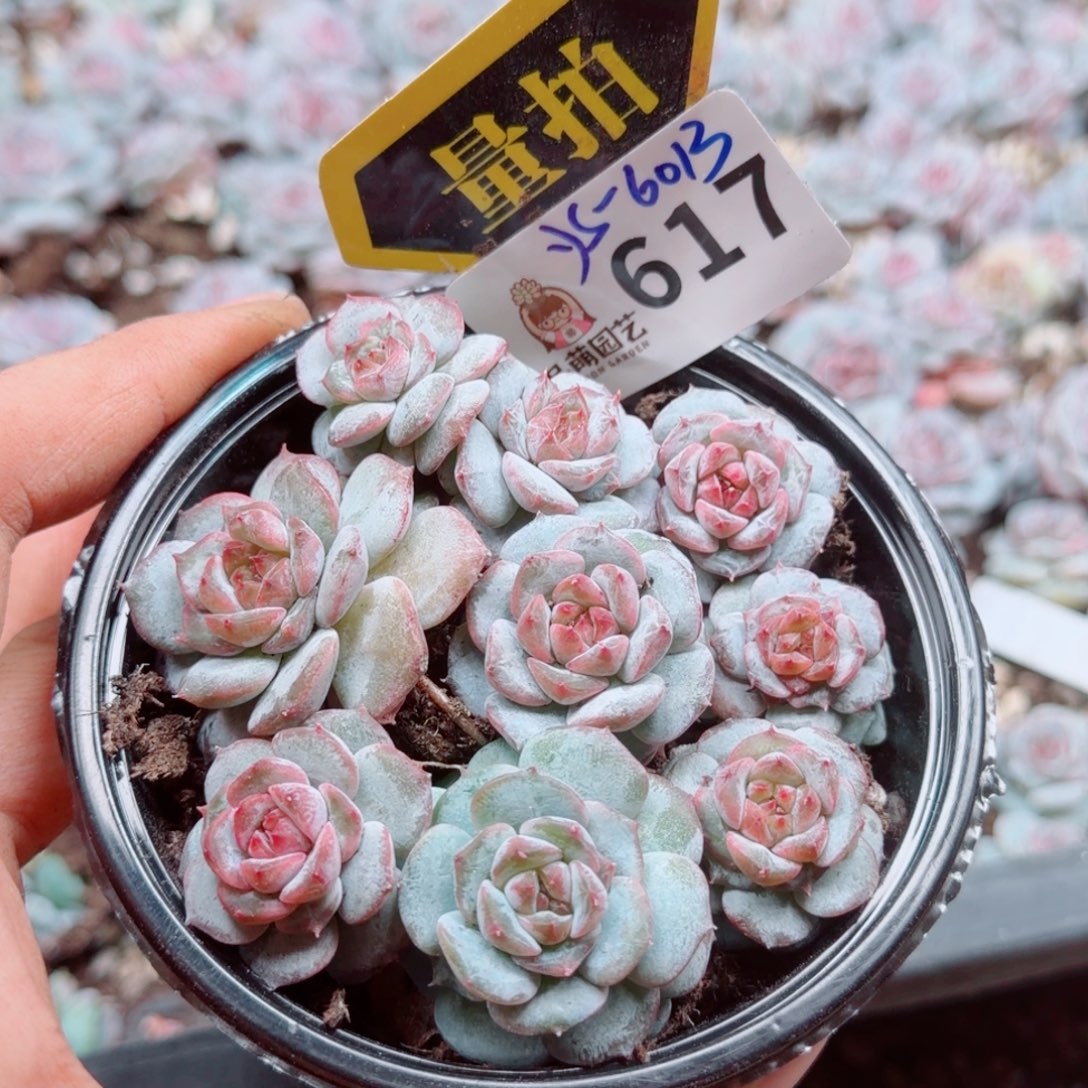 多肉植物多肉植物