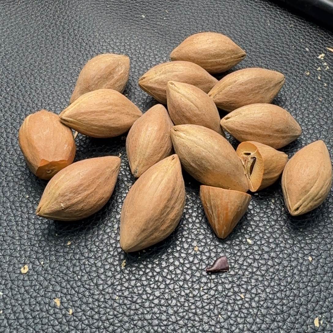 天***t手串/手链橄榄核1