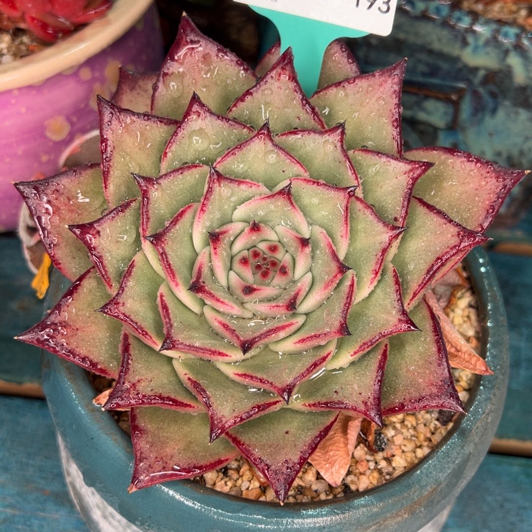 从前慢多肉精选编号0115.193