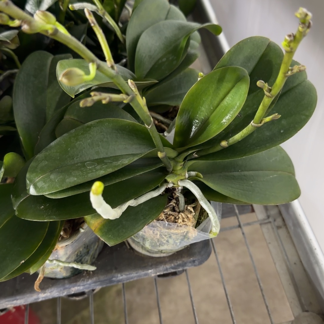 无花朵3.0双梗心花怒放