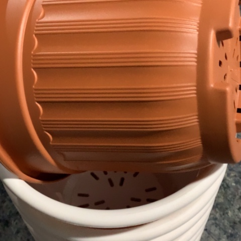 树脂24红罗马无托4个