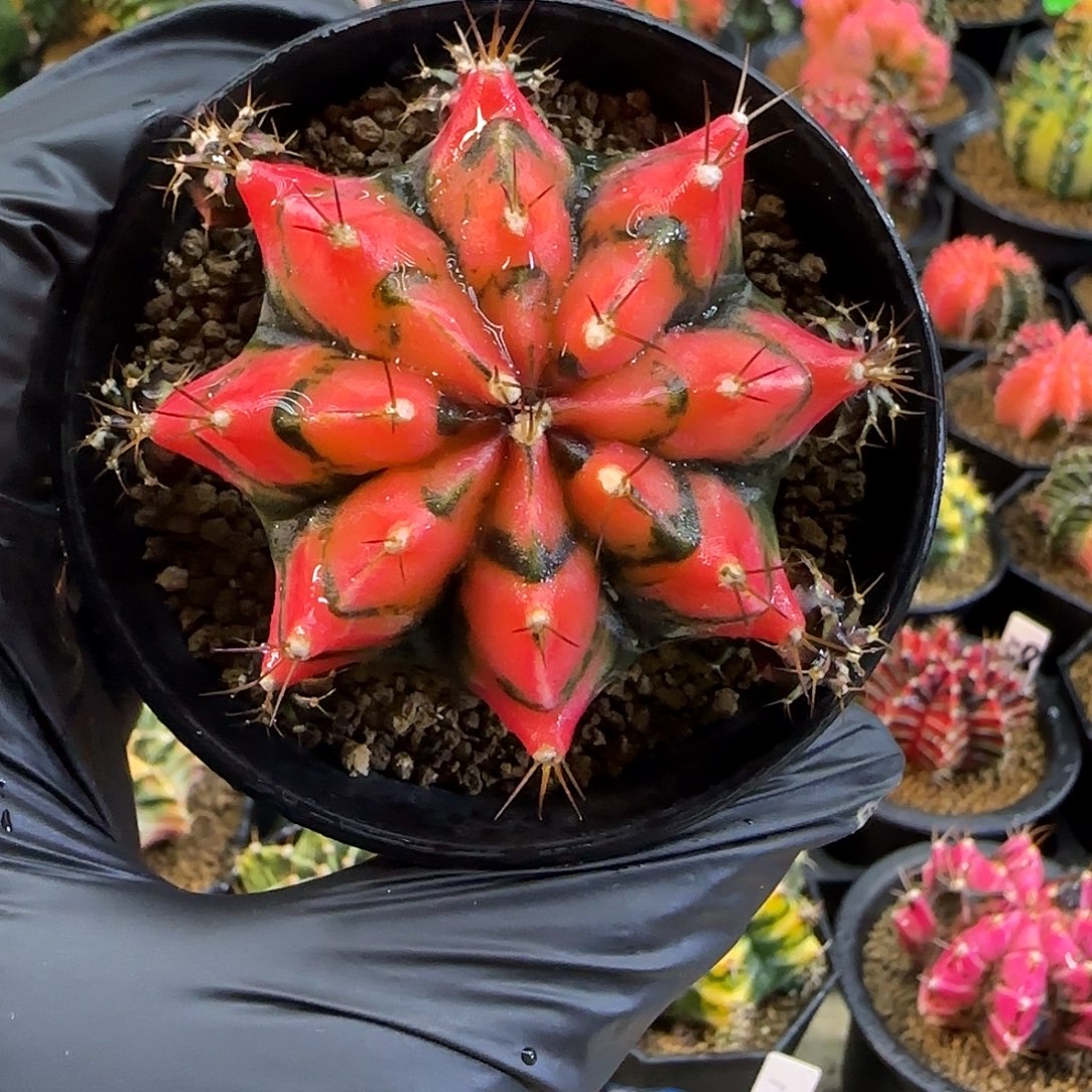 泰系名品侧芽喜欢直接拍