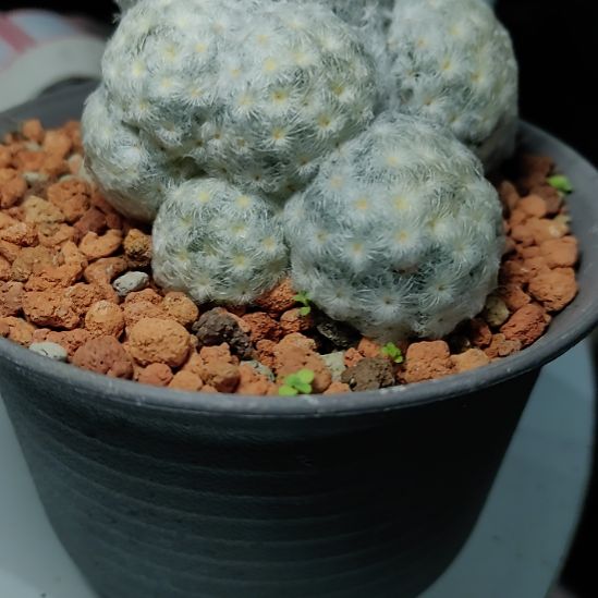 小***鱼佛头白星带盆发货