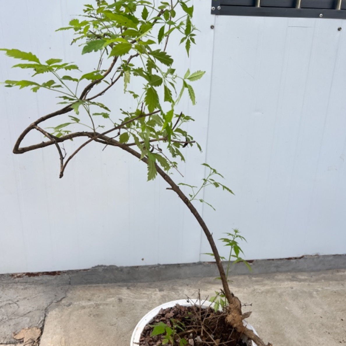 小岛黄荆造型，客厅盆景茶台盆栽装饰植物，仅供参考，各种规格