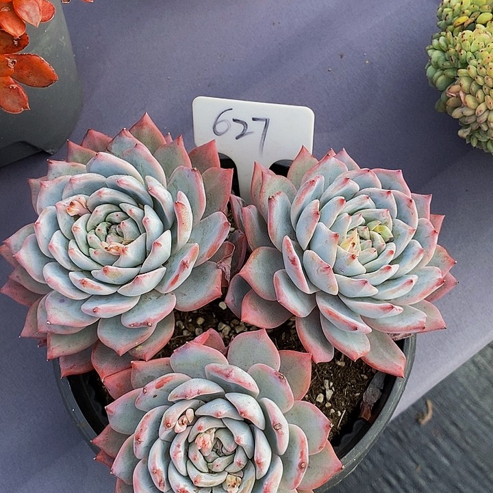 627粉蓝鸟肉肉肉肉肉