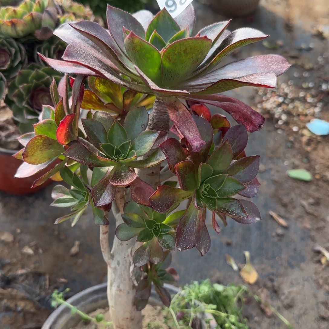 冰武士多肉980满28包邮断枝不包