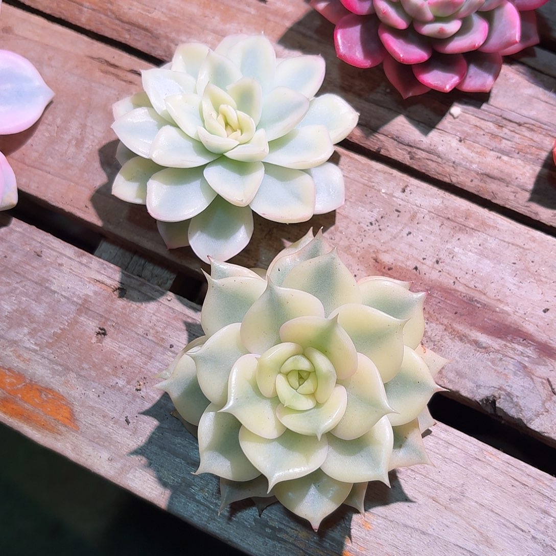 烟***七两颗一起多肉多肉多肉多肉