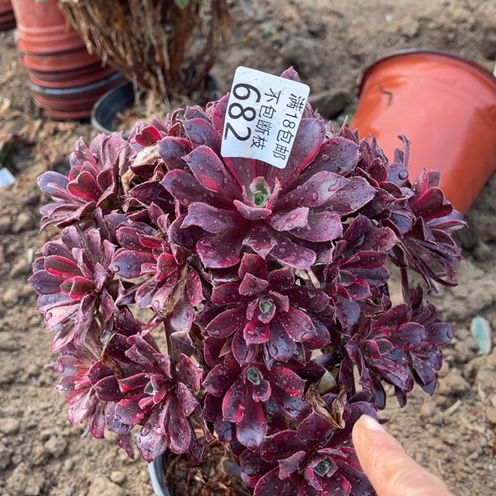 682蒙娜丽莎手捧2法师