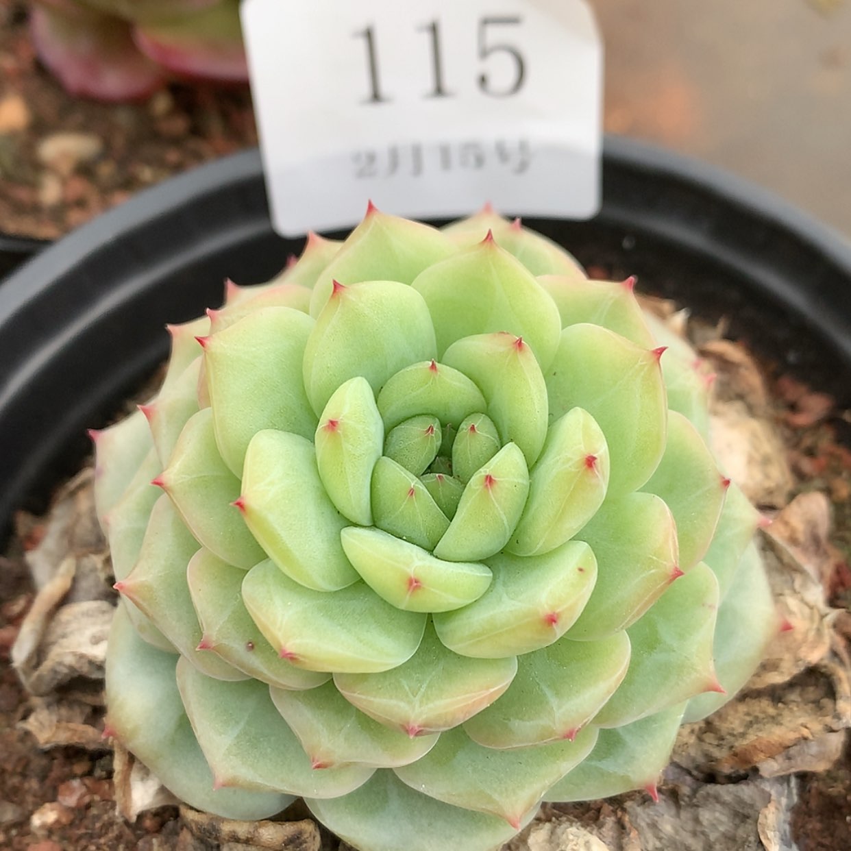 【闪购商品】云115