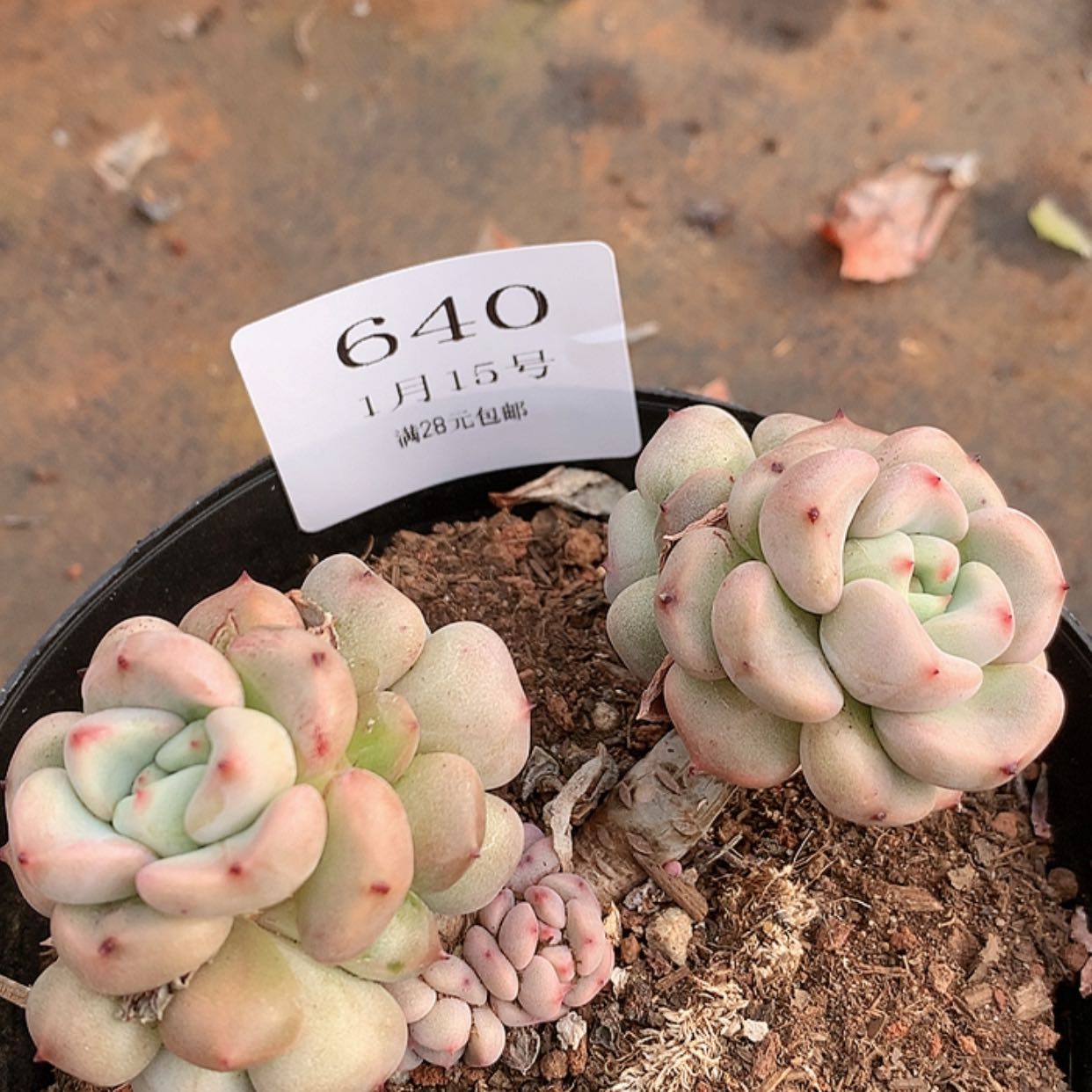 【闪购商品】米*丫云640