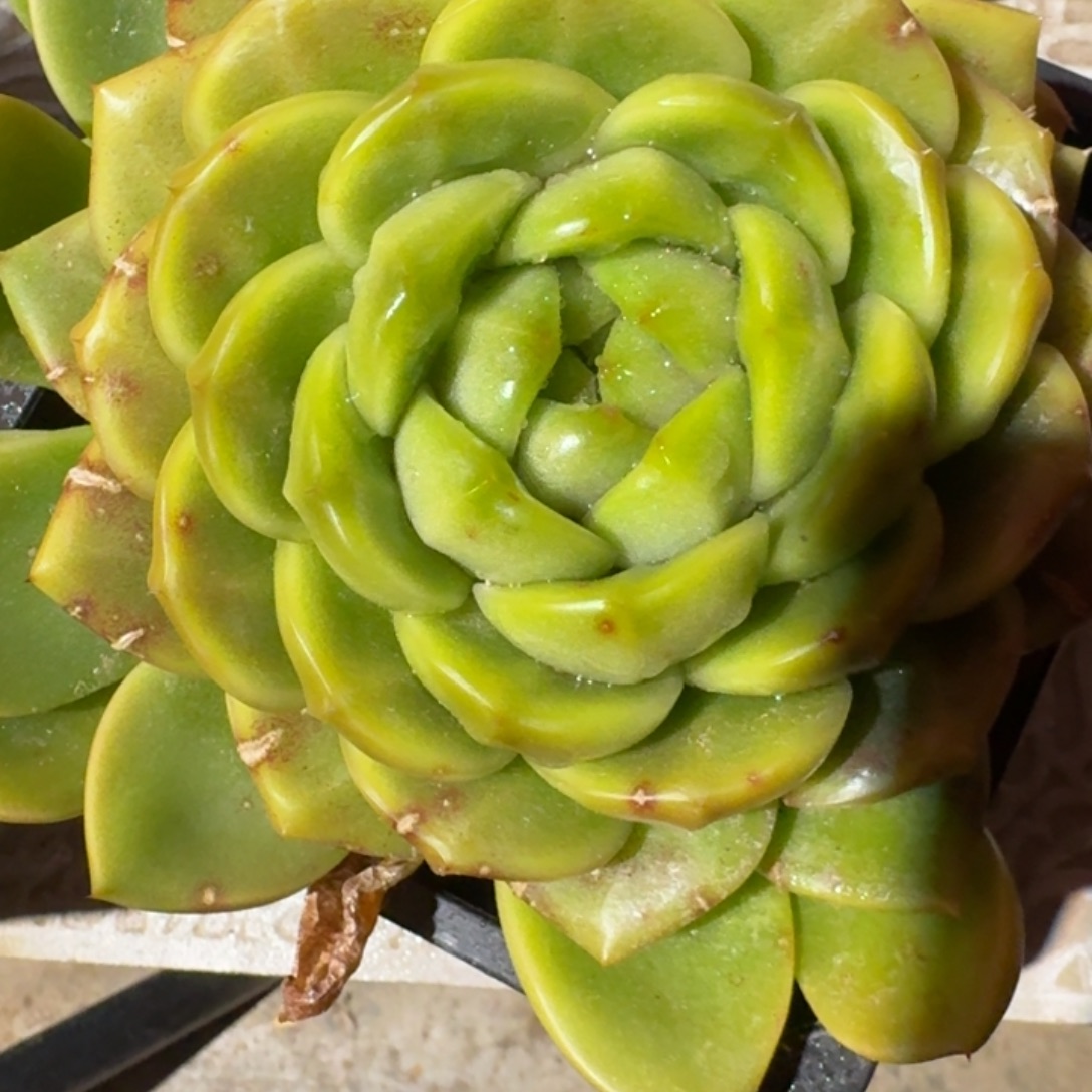 专拍链接多肉精品