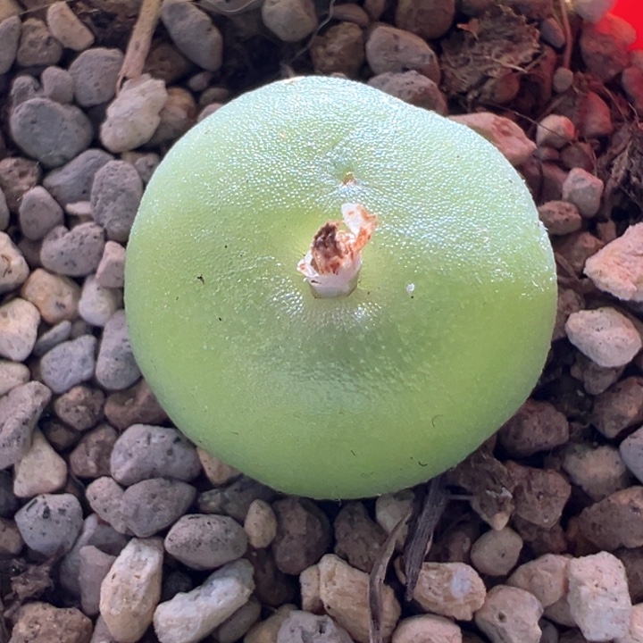 w574。哈默灯泡 1.8cm。 7年母本。