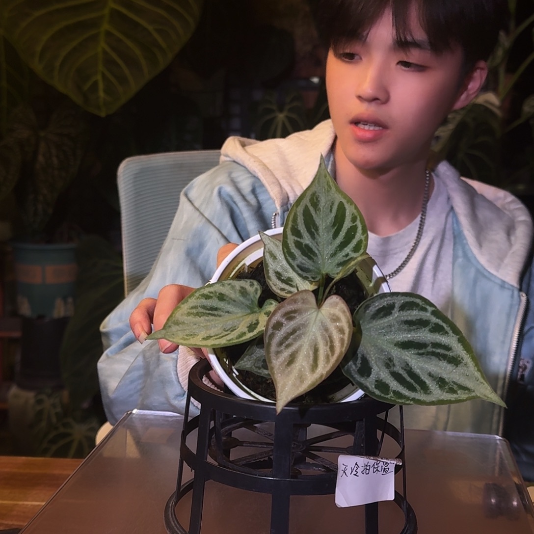 不开花植物D66银虎杂铜锣烧