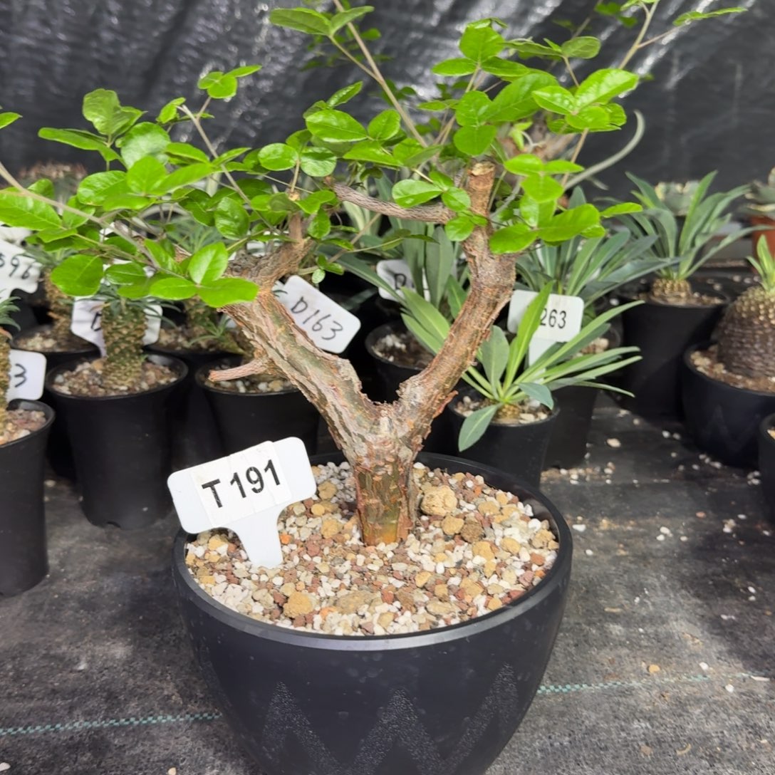 T***林福利奥比克橄榄带盆