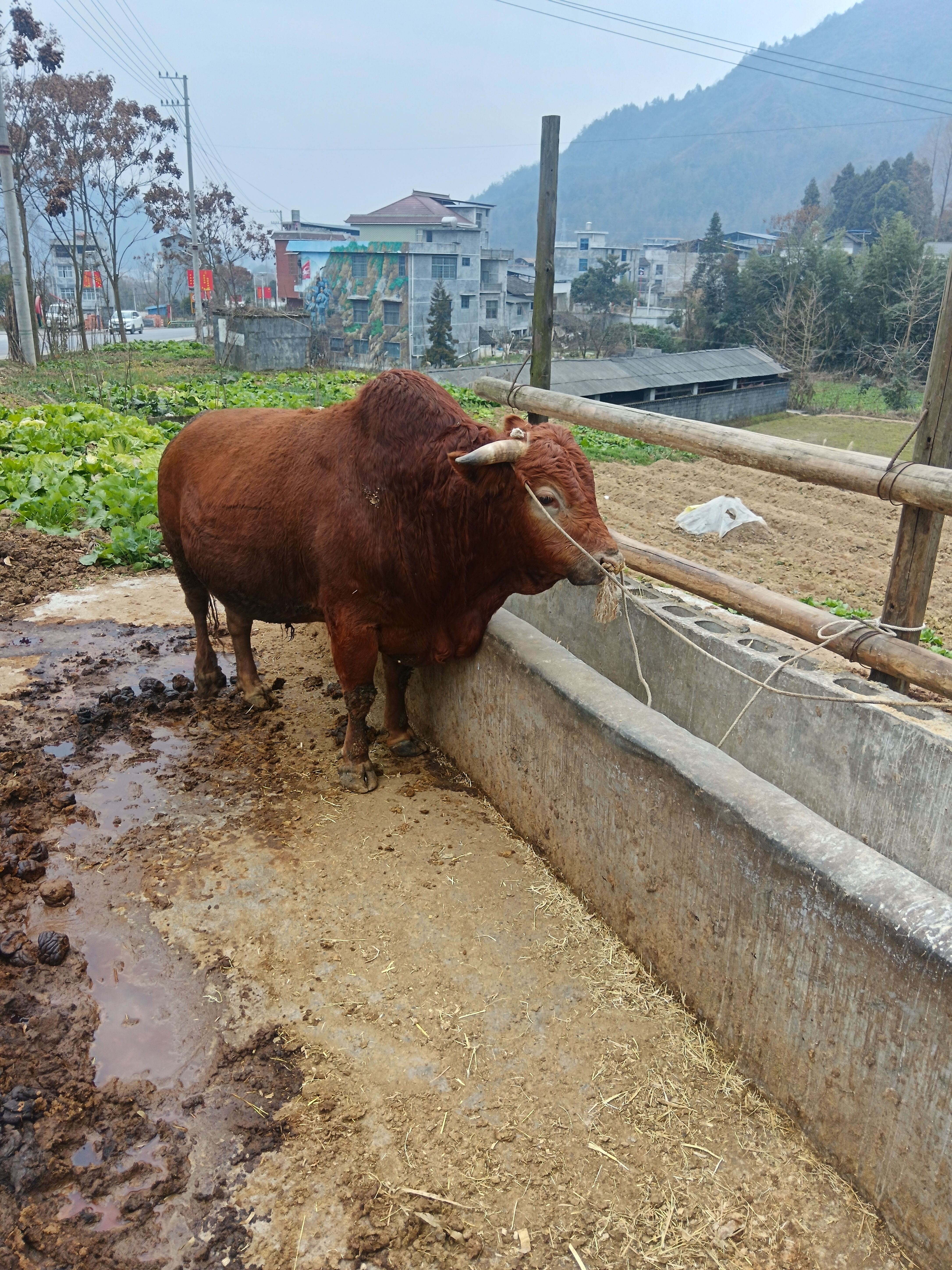 湘西正宗老品种土黄牛黄牛肉耕牛地道牛肉味
