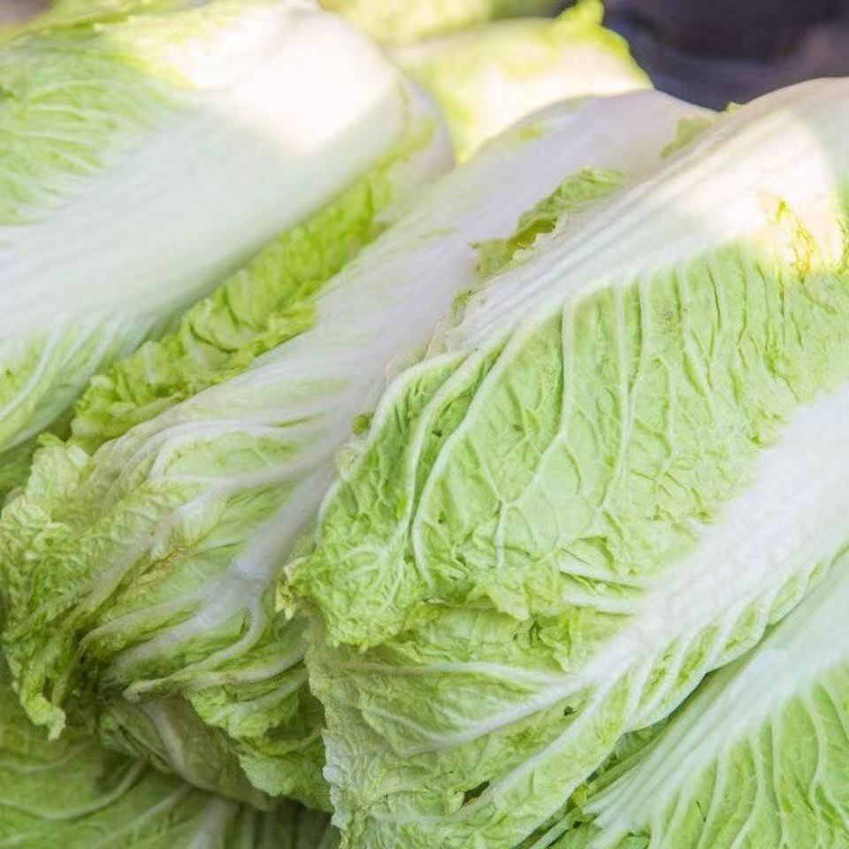 现折现发自做蔬菜——大白菜