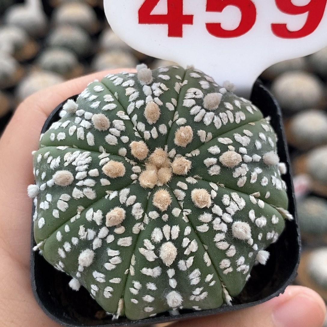 459超兜系列活动福利