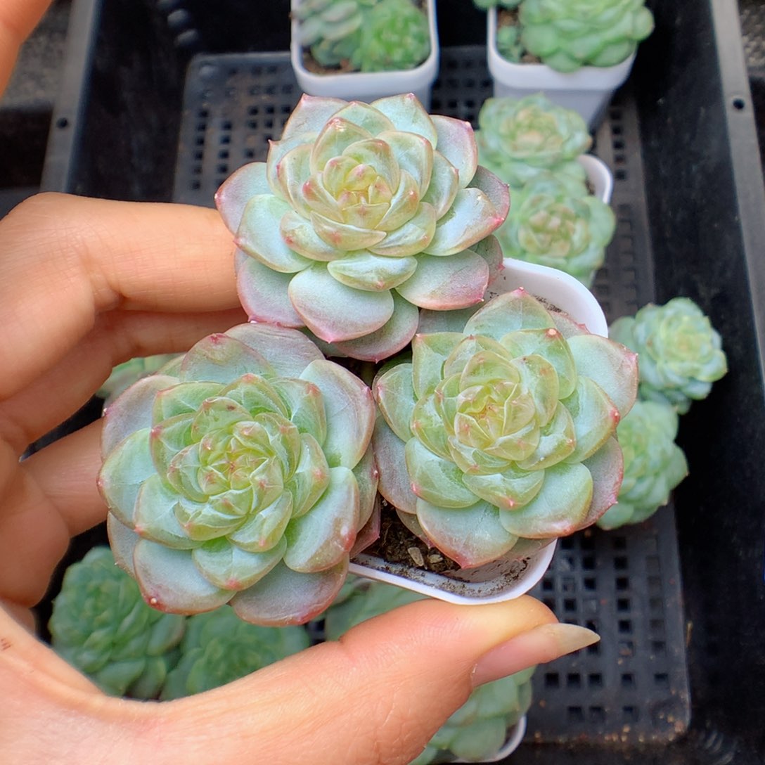 多肉植物。甜心1220