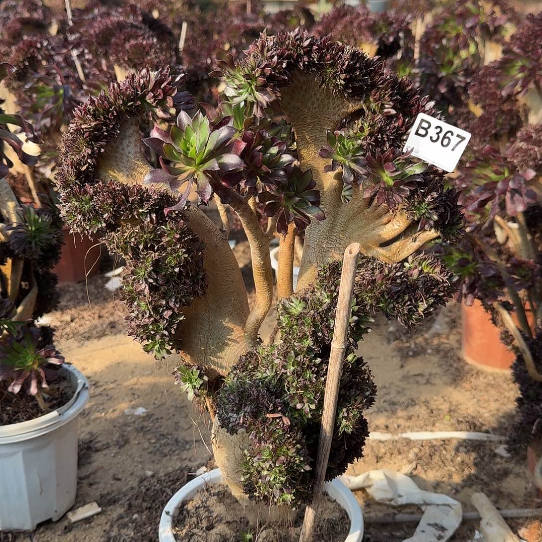 367黑法师一颗有伤呀