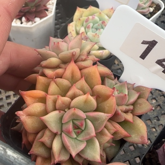 148特斯拉 一物一拍多肉