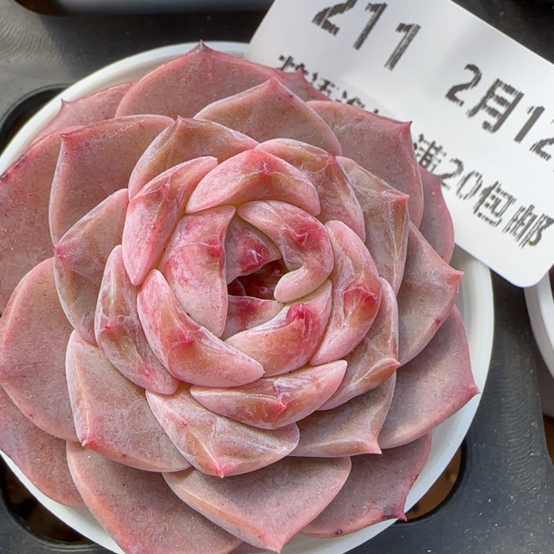 花语逸境0212-211