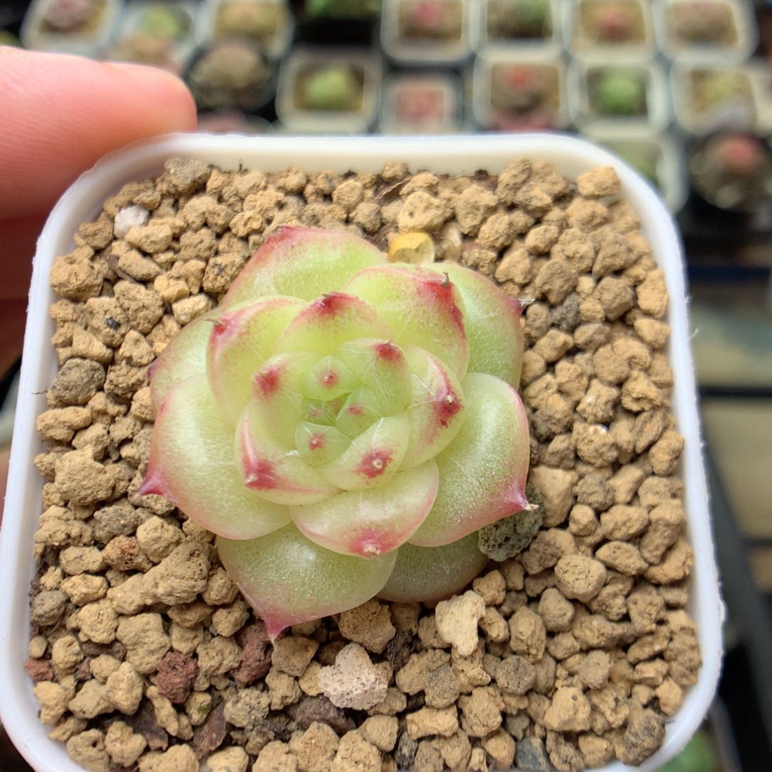 C68优选麦杆珍妮y y y y y y y y y