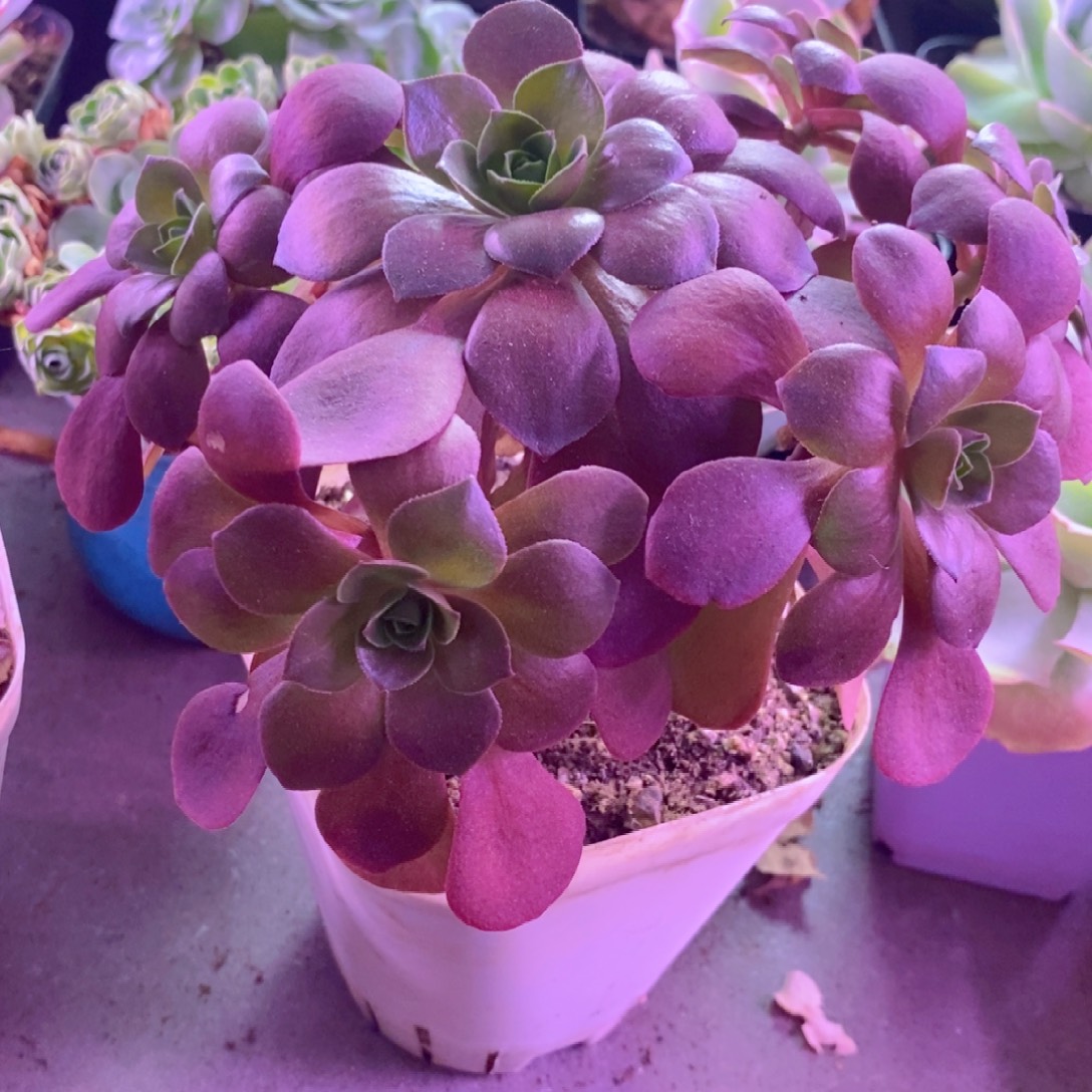 山地玫瑰一物一拍419云霞