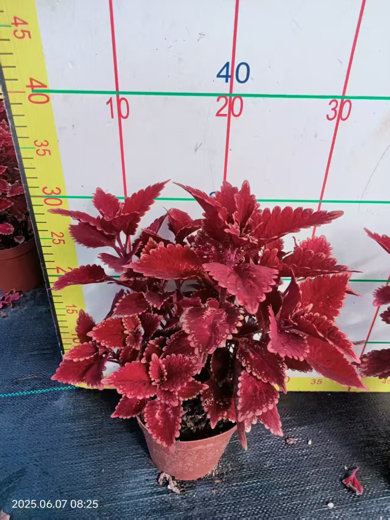 e红彩叶草金边盆栽四季观叶阳台庭院耐寒耐热室外好养红色喜庆