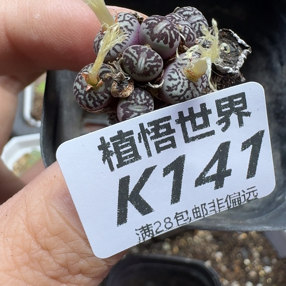 多肉植物的人生fgbb