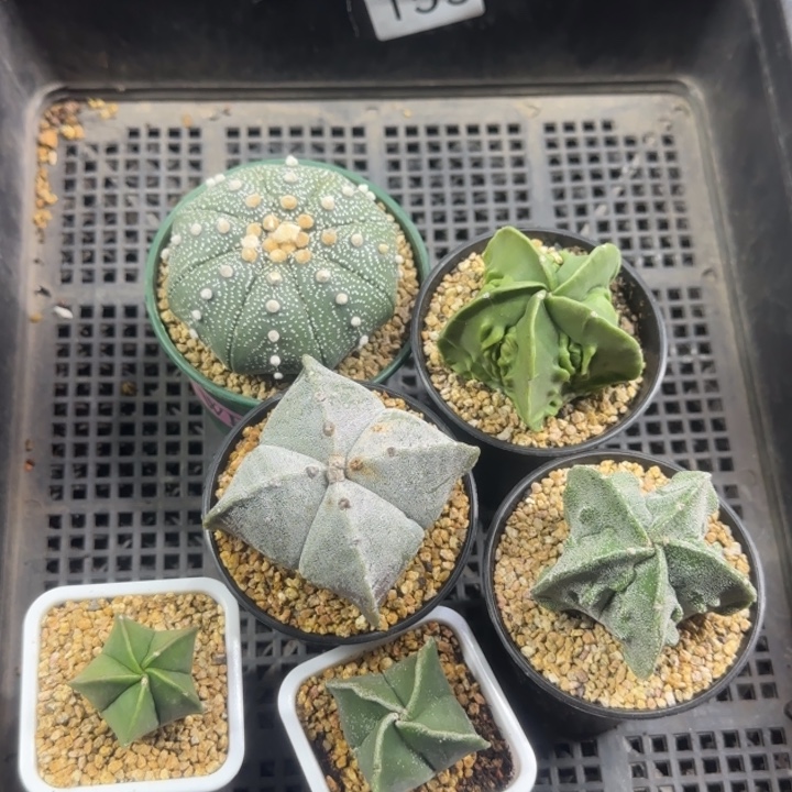 155带盆土发货实生6颗