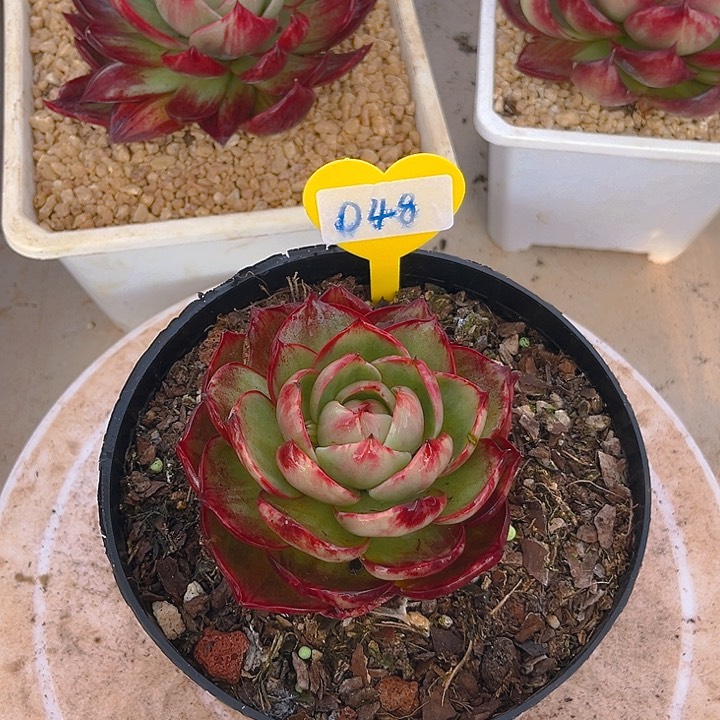 惊鸿仙子多肉植物48