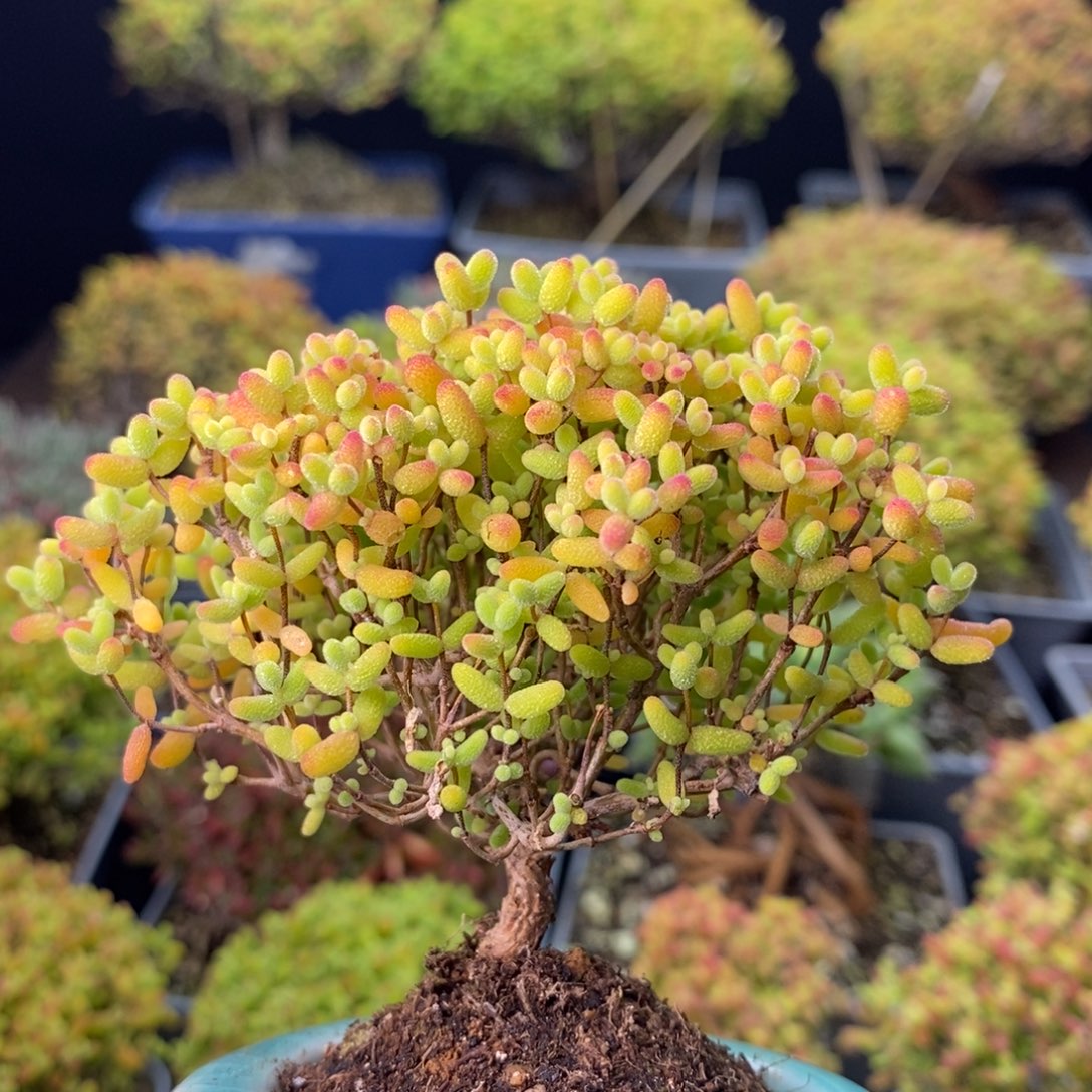 0855蜜橘糖球 。    