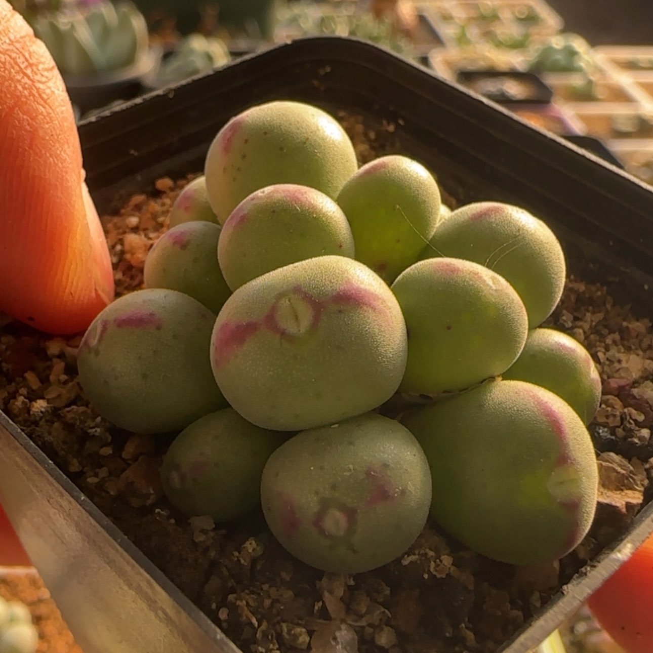 【闪购商品】21981