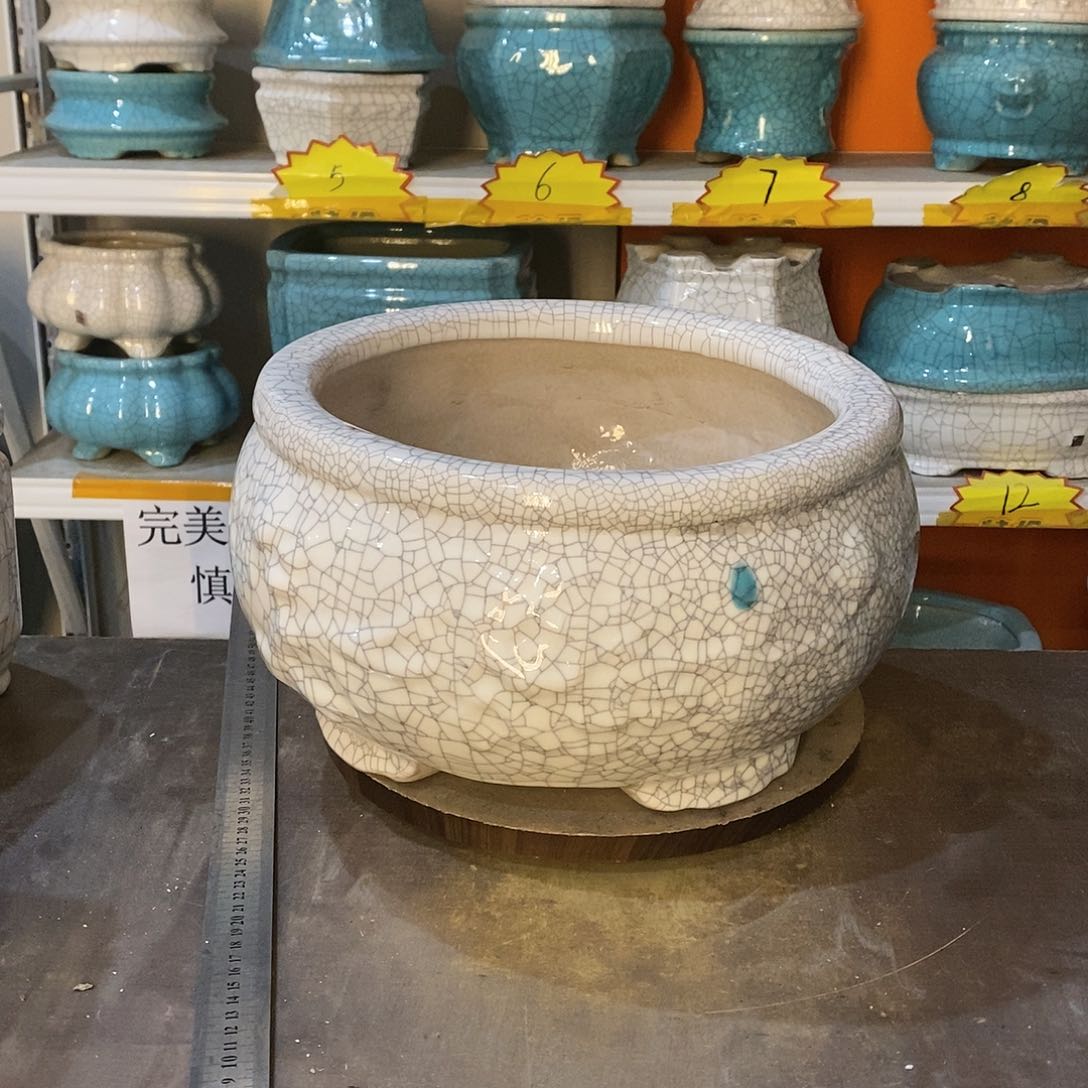 菱*花盆里的小猫咪