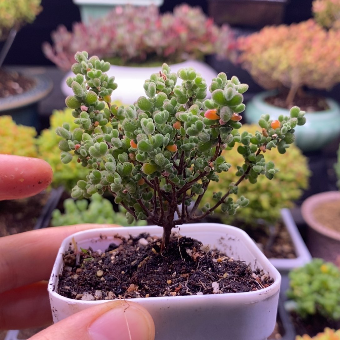 瑾*115实生莱斯。      