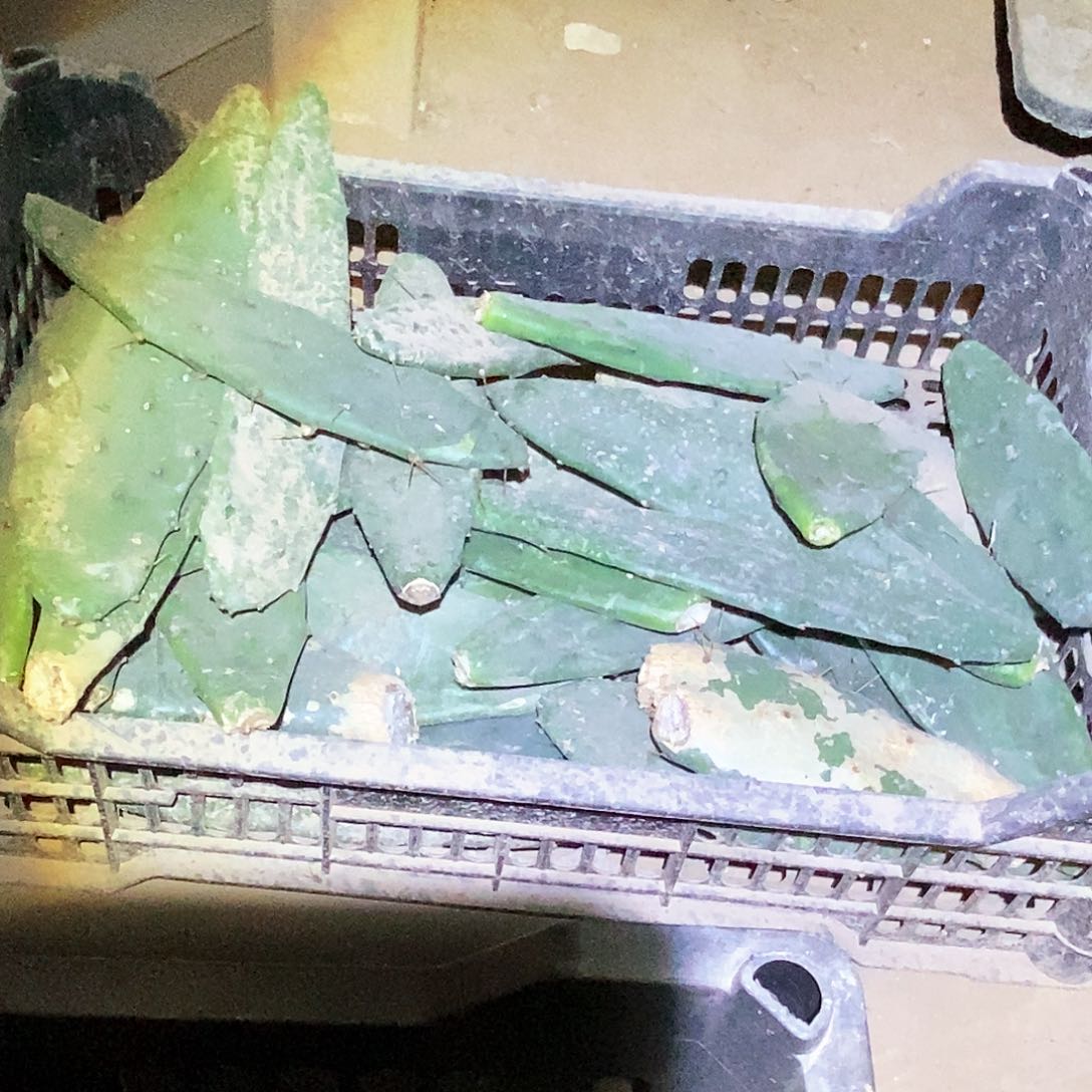 黄大刺仙人掌枝条 25公分7个