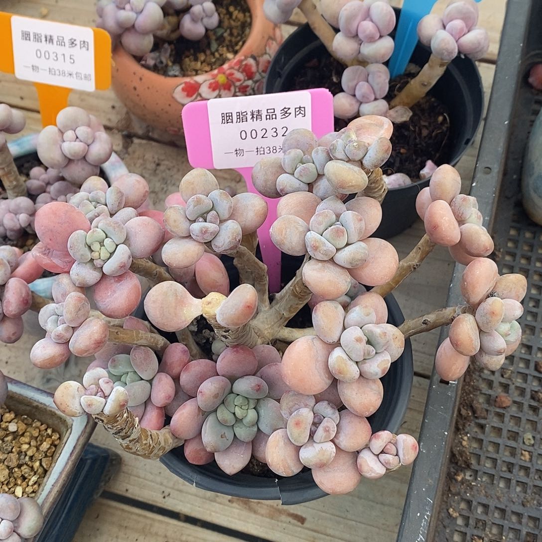 32头莉莉爸的路我与烧烤了