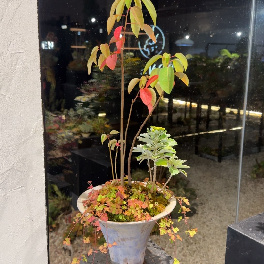 全部花朵山野草手作盆