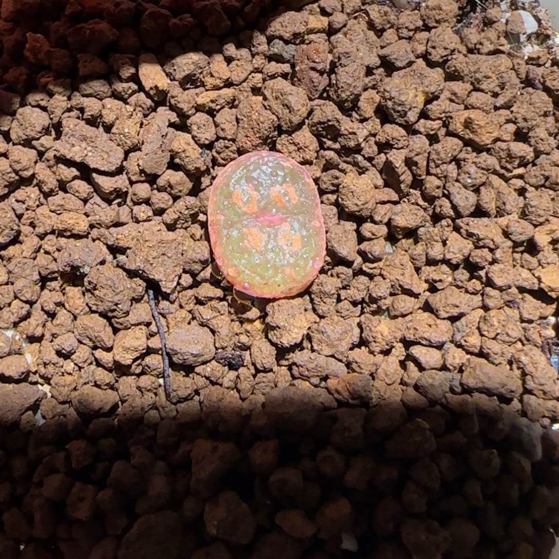 用**我肉锥多肉植物百科-1280
