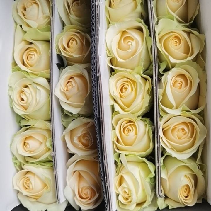 云南高原香槟玫瑰20支云南鲜花花卉基地直达情人节礼品家居花特惠