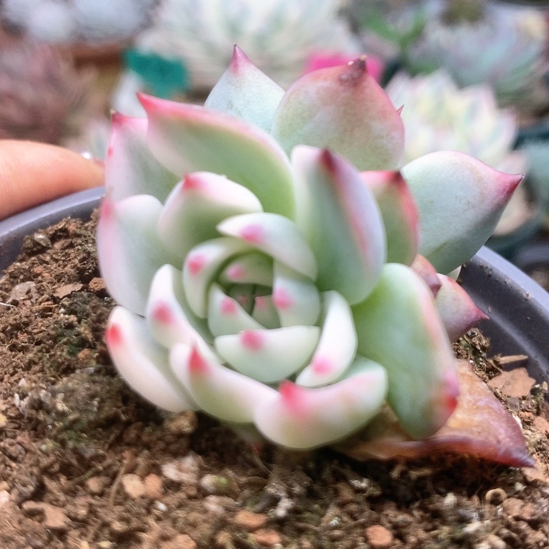 171锦锦锦锦锦锦锦