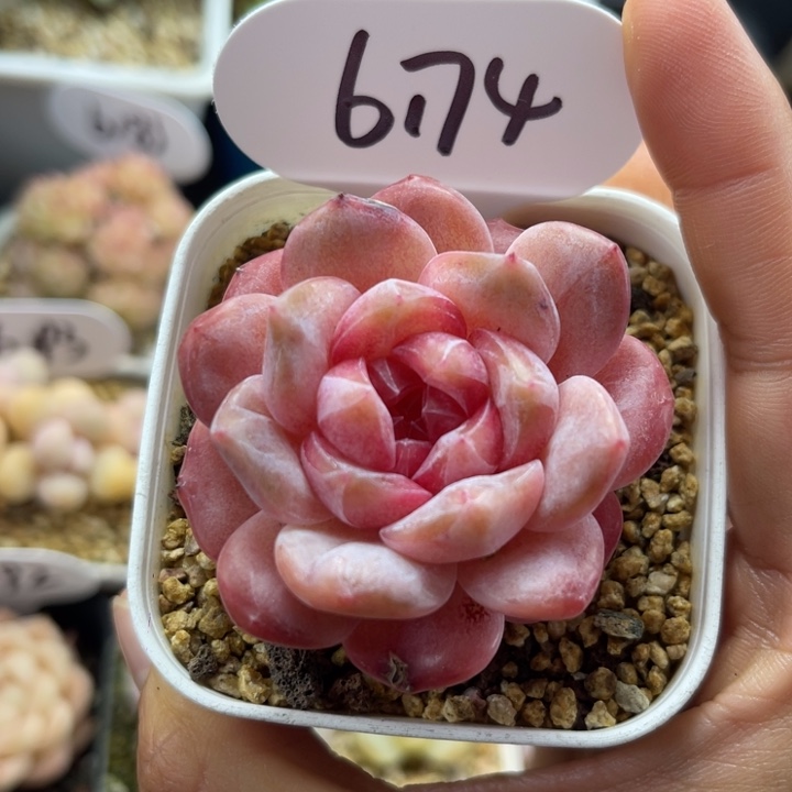 琥珀珍妮缀化6174