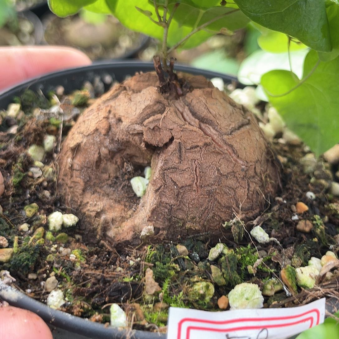 龟甲龙一物一拍518号4.8cm