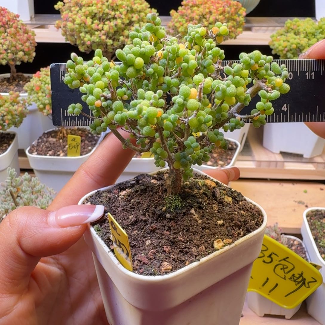 可***xa252号米粒冠服7厘米左右