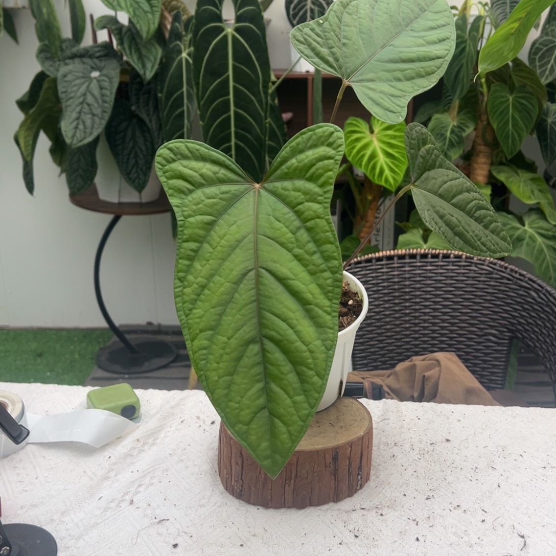 完全开放原种绒面希尼亚