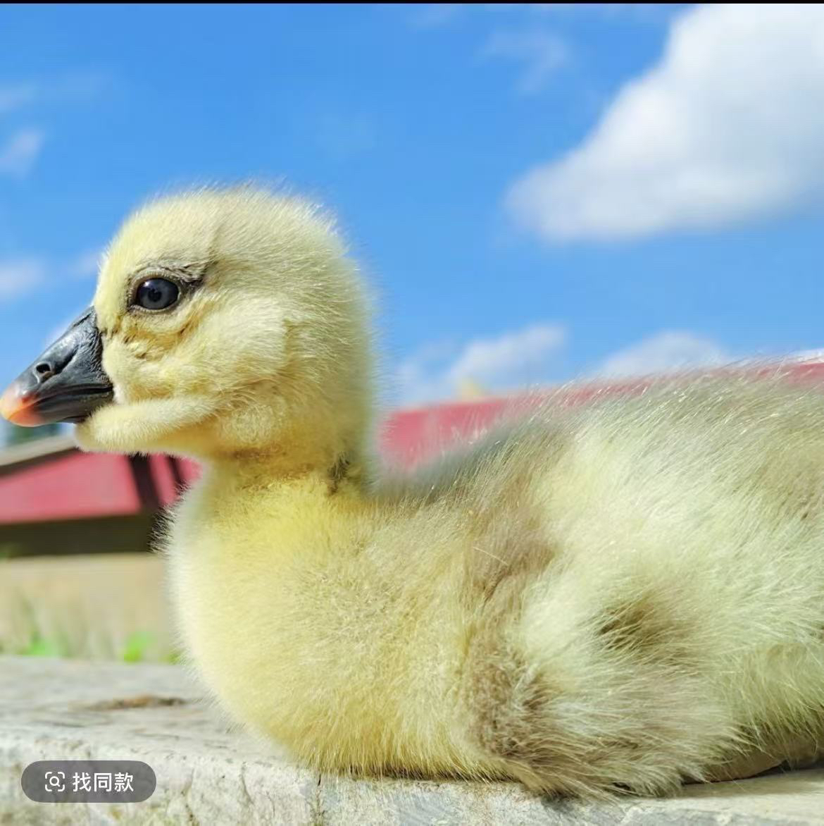 东盟宠物鸭灰色脱温1个包装筐
