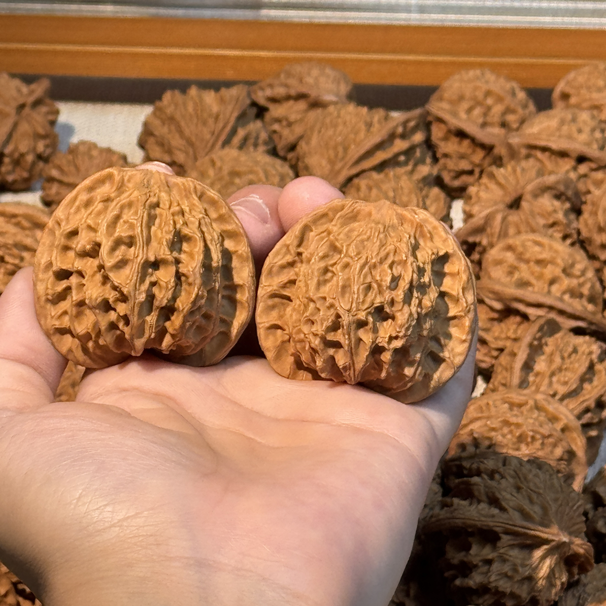 野生原树无名公子帽 